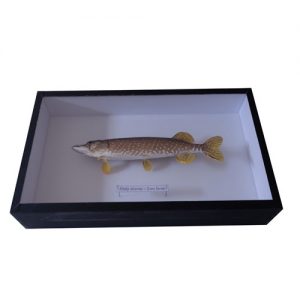 Entomologická škatuľa 45x25x7,5cm neštandardná na preparát ryby
